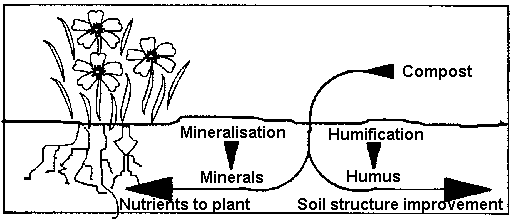 Fate of compost in the soil